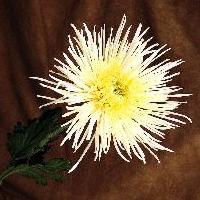 zodiac-chrysanthemum.jpg (11371 bytes)