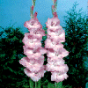 zodiac-gladiolus.gif (32280 bytes)