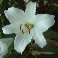 zodiac-lily.jpg (7426 bytes)