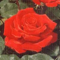 zodiac-rose.jpg (7921 bytes)