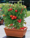 Container_Garden_Tomatoes.jpg (18346 bytes)