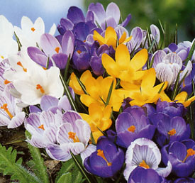 http://www.valentine.gr/images/Crocus_DutchMix.jpg