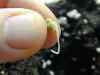 SeedSprout_01a.jpg (15853 bytes)