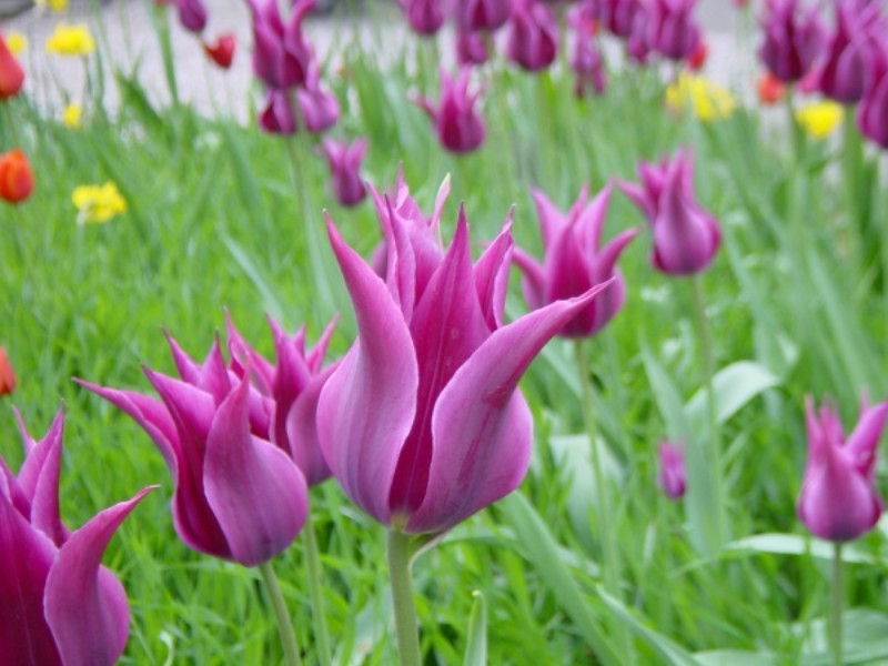 http://www.valentine.gr/images/Tulips_W13_800.jpg