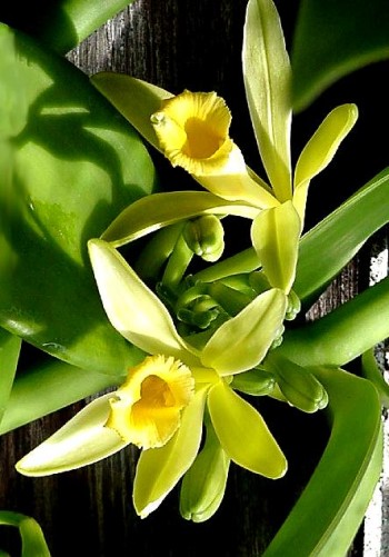 Βανίλια - Vanilla Planifolia