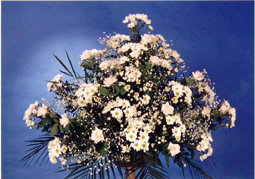 anthostili white chrysanthemum 3.bmp.JPG (47536 bytes)