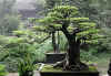 bonsai_samples2.jpg (52157 bytes)