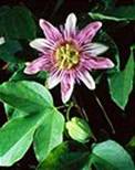 CB057019 - Purple and White Passionflower