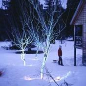 spotlight on winter tree