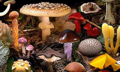 http://www.valentine.gr/images/fungi2.gif