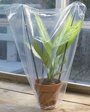 Plastic bag around plant
