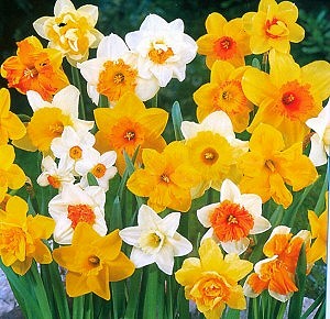 http://www.valentine.gr/images/narcissus_naturalizing_mix2.jpg