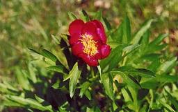 paeony.jpg (13387 bytes)