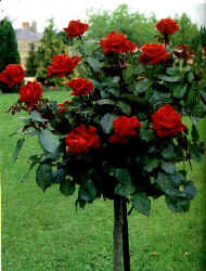 rose red plant.JPG (29381 bytes)