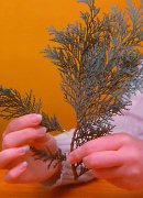 remove conifer sideshoot, conifers for sale