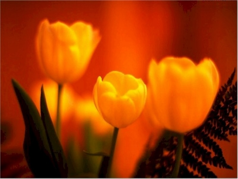 tulips W20 800