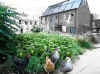 urban_farming_01a.jpg (49015 bytes)