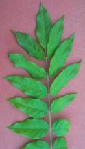 Wisteria leaf