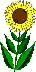 zia_sunflower2v.gif (2094 bytes)