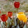 zodiac-tulip.jpg (9100 bytes)