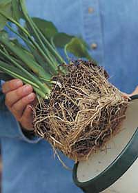 Repotting house plants