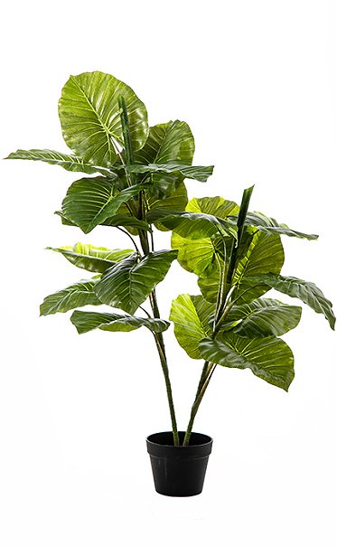 εξασθενημένα θιβετιανά φυσικά φυτά)