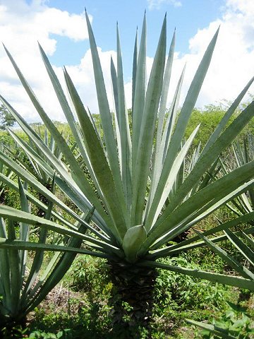 Sisal, Yucatán - Wikipedia