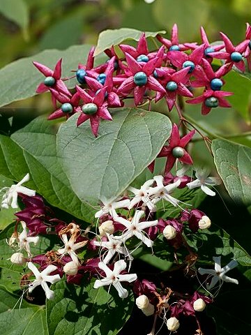 Image of A cluster of flowers of Clerodendrum trichotomum