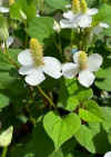 Houttuynia_cordata_360.jpg (41764 bytes)