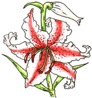 Lily.gif (18166 bytes)