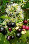 Syzygium_cumini_360.jpg (71193 bytes)
