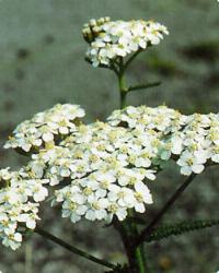 achillea.jpg (11609 bytes)