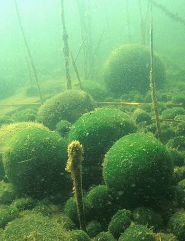 A geometrical approach explains Lake Ball (Marimo) formations in the green  alga, Aegagropila linnaei