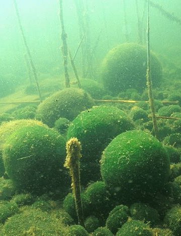 Canton Aquatics  Marimo Moss Ball Aegagropila Linnaei