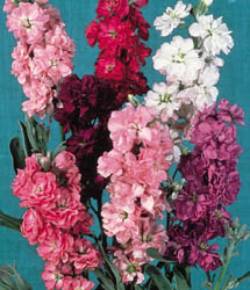 Very fine range of colorful, fragrant flowers bloom on vigorous, branching plants.