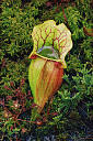 NWO025 - Insectivorous Pitcher Plant