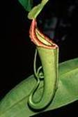 AF004383 - Pitcher Plant "Pitcher"