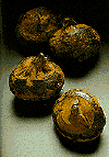 chestnut.gif (9181 bytes)