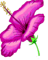 chinarose.gif (3804 bytes)