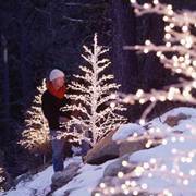 wire trees with prestrung lights in forest