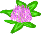 clover.gif (4714 bytes)