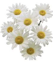 daisyth.gif (12360 bytes)