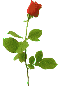 flower05.gif (6579 bytes)