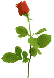 flower06.gif (5709 bytes)