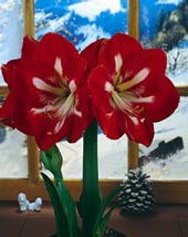 amaryllis