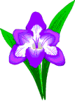 freeshia.gif (3647 bytes)
