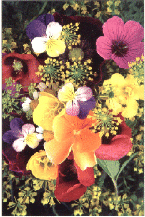 garden_card_2_small.gif (31365 bytes)