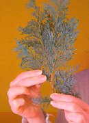 prune conifer, buy conifers