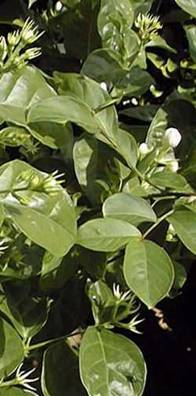 Arabian Jasmine (Jasminum sambac)