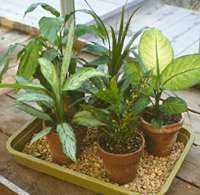 Plants on wet gravel